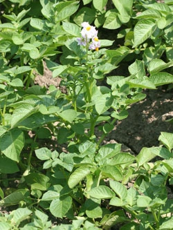 Potato plant with flower