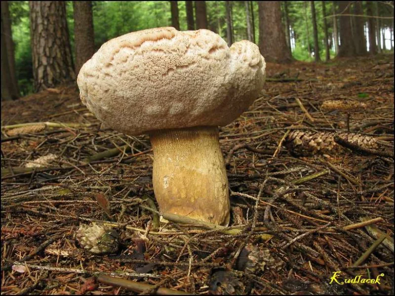 Velký hřib žlučník rostoucí na lesní zemi mezi stromy.