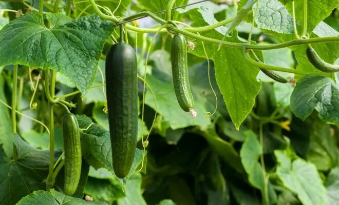 Zralé okurky visící na vinném lnu připravené k zaštipování.