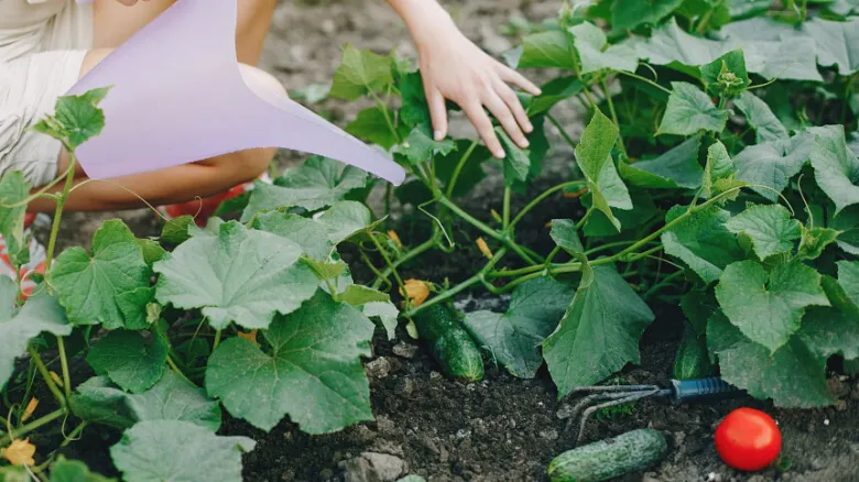 Person watering cucumber plants