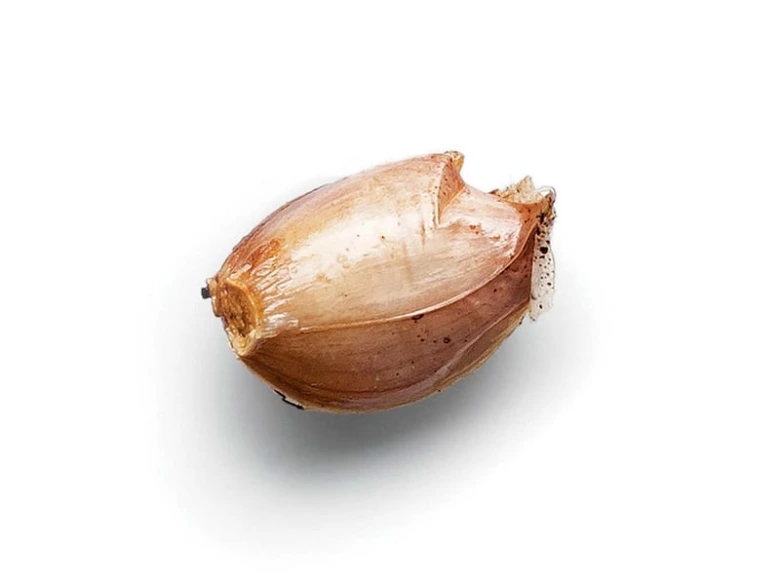 Garlic clove with sprout
