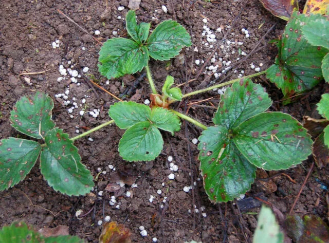 Strawberry plant with fertilizer granules
