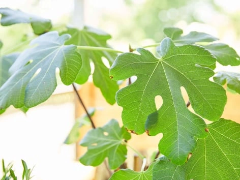 Fig tree leaves