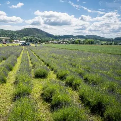 Lavender field rows