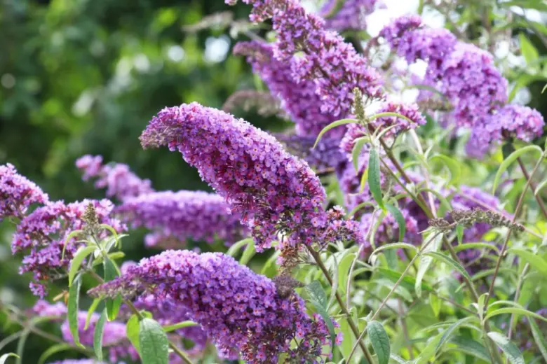 Fialové květy motýlího keře Buddleji v zahradním prostředí.