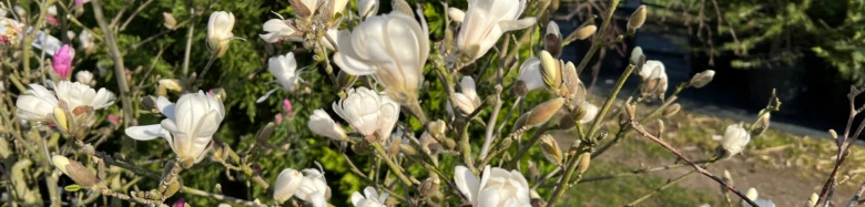 Bílé květy magnolie na větvích s pupeny v zahradním prostředí.