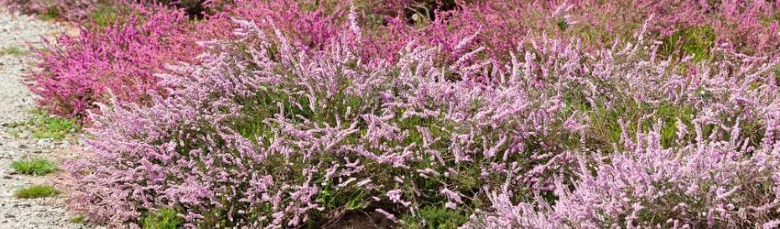 Erica heather plants in bloom