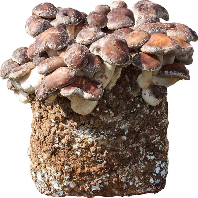Houby Shiitake rostoucí z dřevitého bloku pro pěstování.