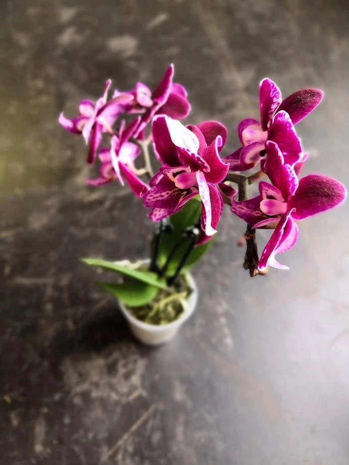 Fialová orchidej v květináči na tmavém povrchu.