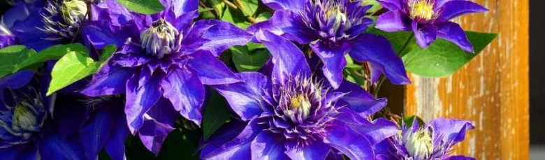Fialové květy plaménku Clematis rostoucí na dřevěném plotu.