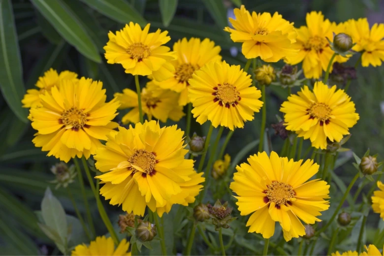 Žluté trvalky coreopsis kvetou na slunci v suchém zahradním prostředí.