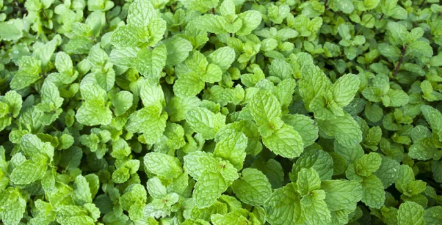 Mint plant leaves