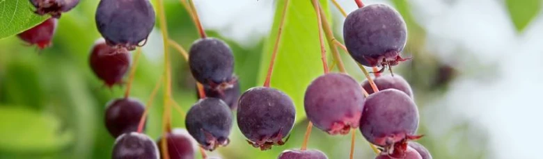 Blueberry clusters on plant