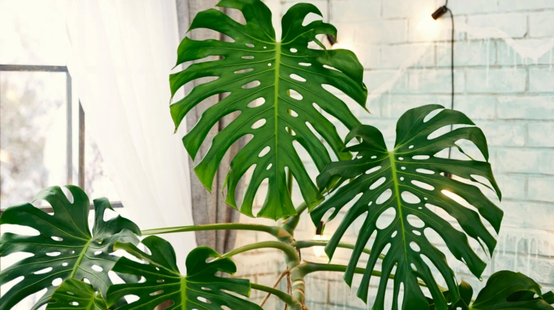 Zelená pokojová rostlina monstera s velkými listy u okna.