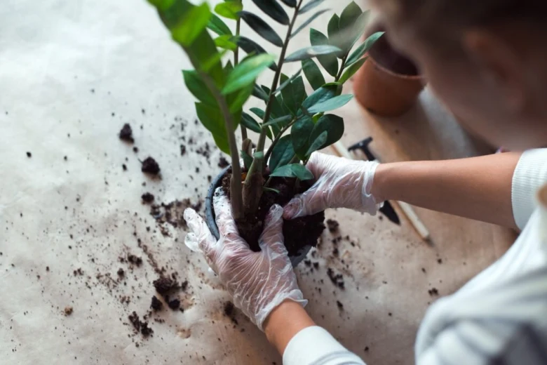 Osoba v rukavicích překládá zemi u rostliny Zamioculcas.