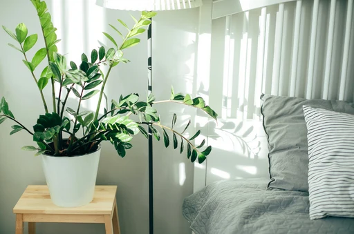 Zamioculcas v květináči na nočním stolku u postele.