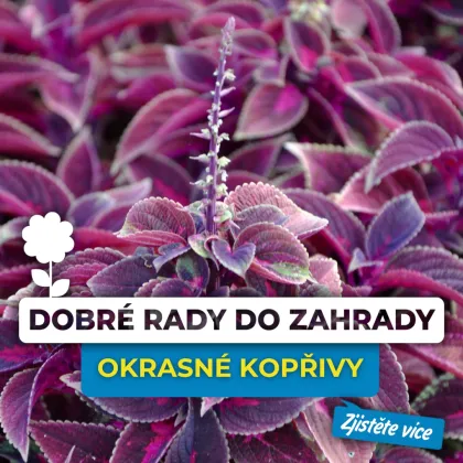 Fialová okrasná kopřiva s květem na pozadí listů.