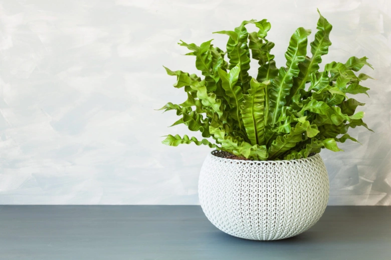 Potted fern plant