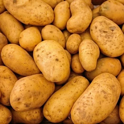Hromada čerstvých žlutých brambor po sklizni.