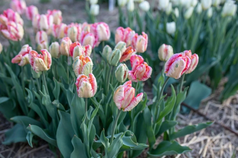 Růžovo-bílé tulipány kvetoucí v zahradním záhonu.