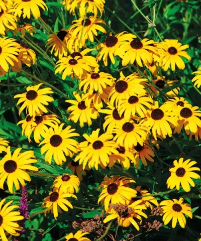 Black-eyed susan flowers