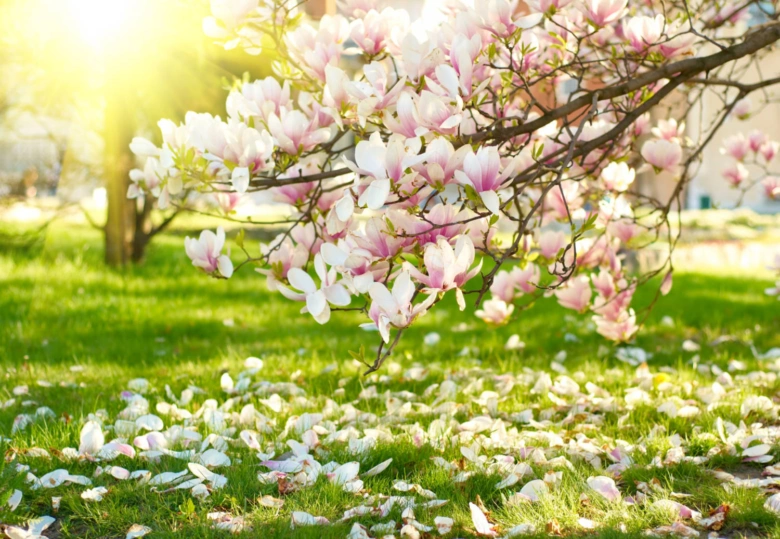 Rozkvetlá magnolie na trávníku s padajícími květy.