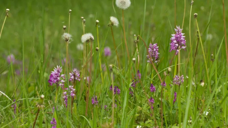 Fialové orchideje rostou v zelené trávě na louce.