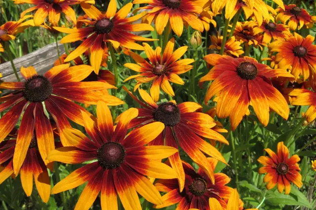 Květy rudbeckie s oranžovými okvětními lístky v zahradě.
