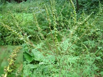 Květina ambrozie peřenolisté rostoucí v zahradě.