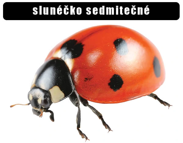 Fotografie sedmitečného sluníčka s červeným tělem a černými skvrnami.