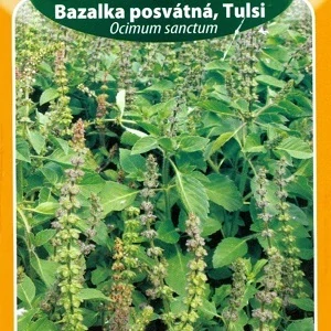 Fotografie rostliny bazalky tulsi s květy a listy.