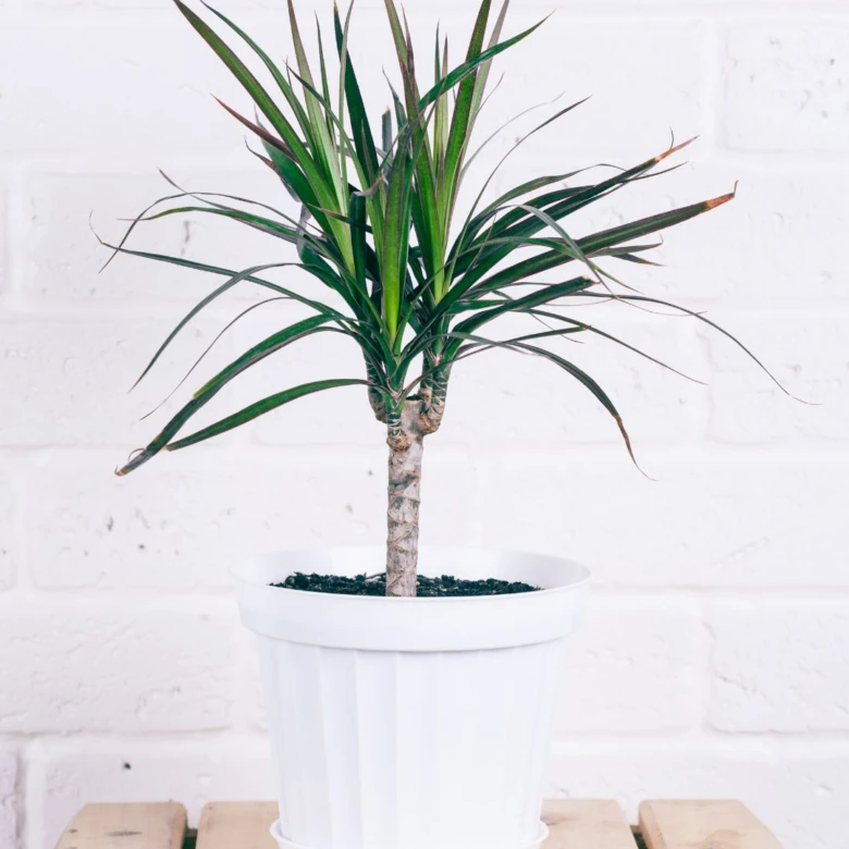 Dracaena houseplant in white pot