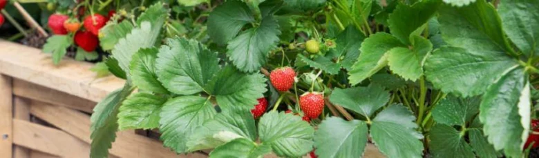 Strawberry plants with fruit