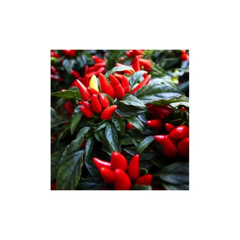 Red chili peppers on plant