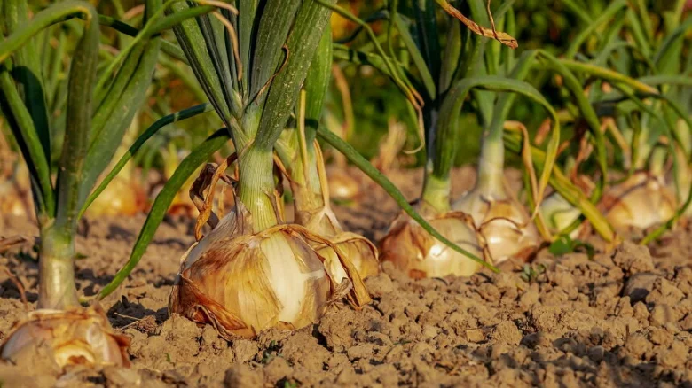 Mature onions ready for harvest growing directly from earth.