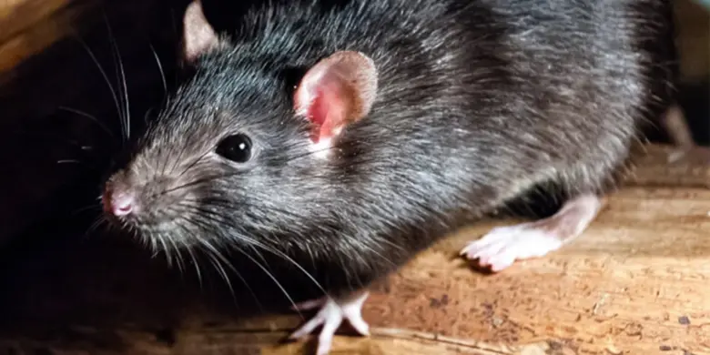 Black rat on wood