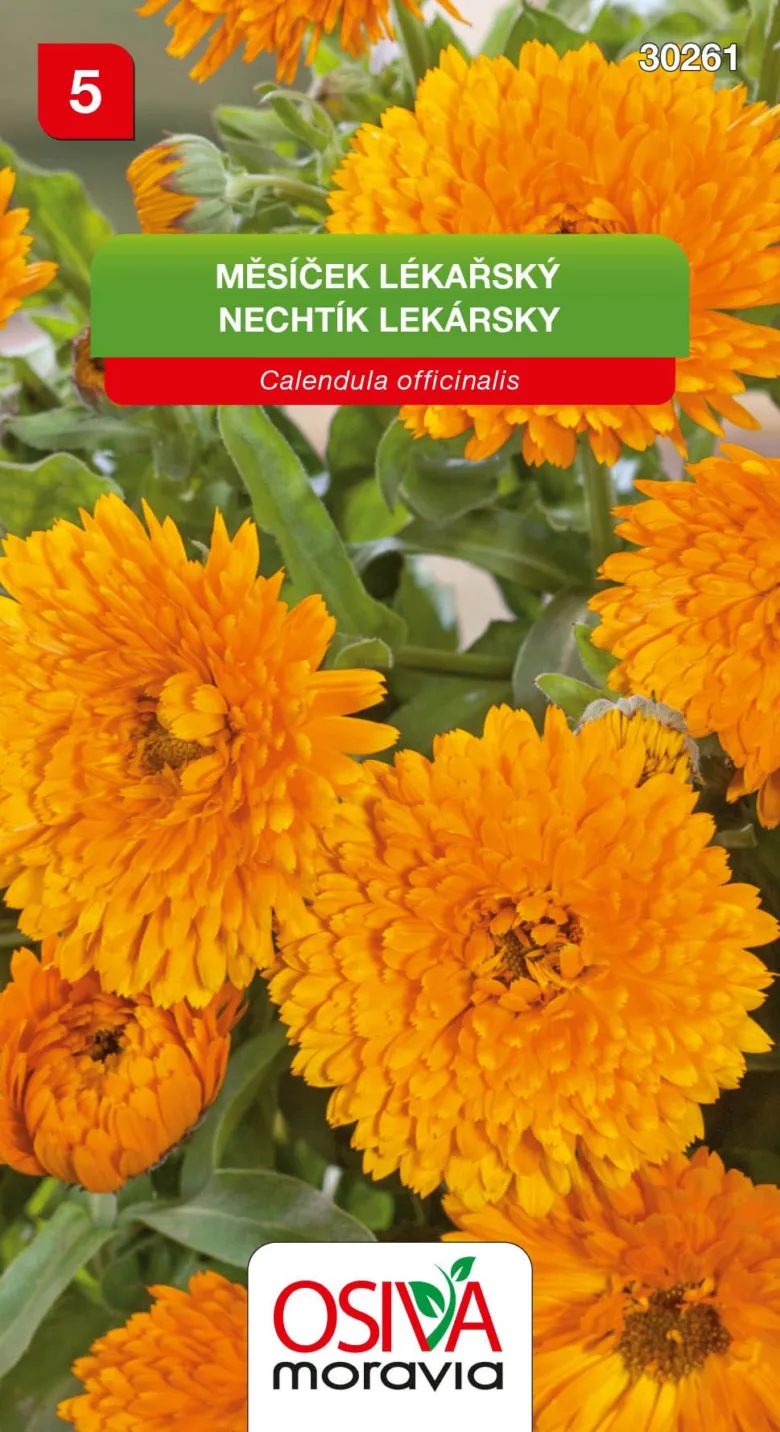 Calendula officinalis flowers