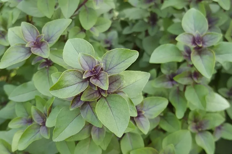 Bazalka tulsi s zelenými listy a fialovými žilkami