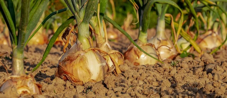Cibule rostoucí v zemi s viditelnými hlavičkami a zelenými stonky.