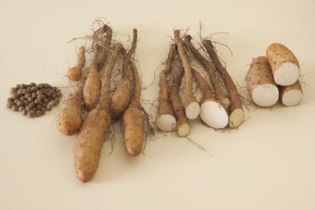 Fotografie celých i nakrájených kořenů jicama s semínky.