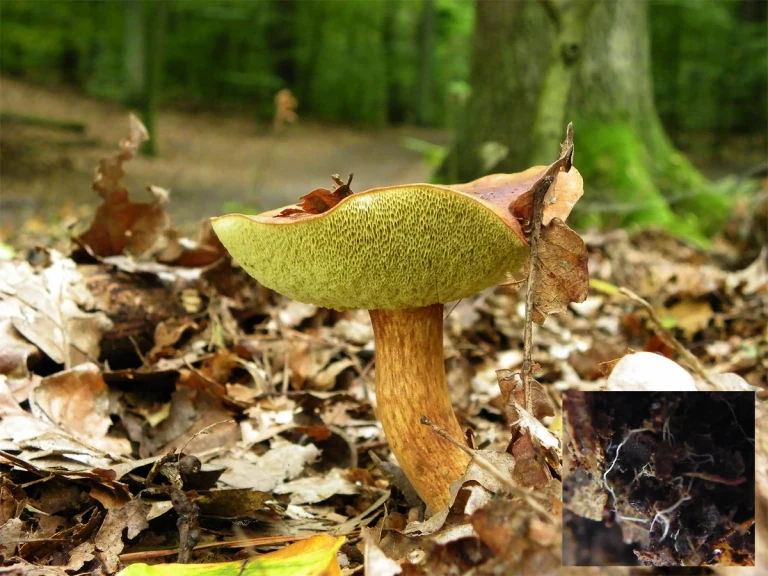 Hřib s zelenou čepicí rostoucí mezi listím v lese.