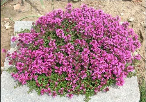 Thyme plant in bloom