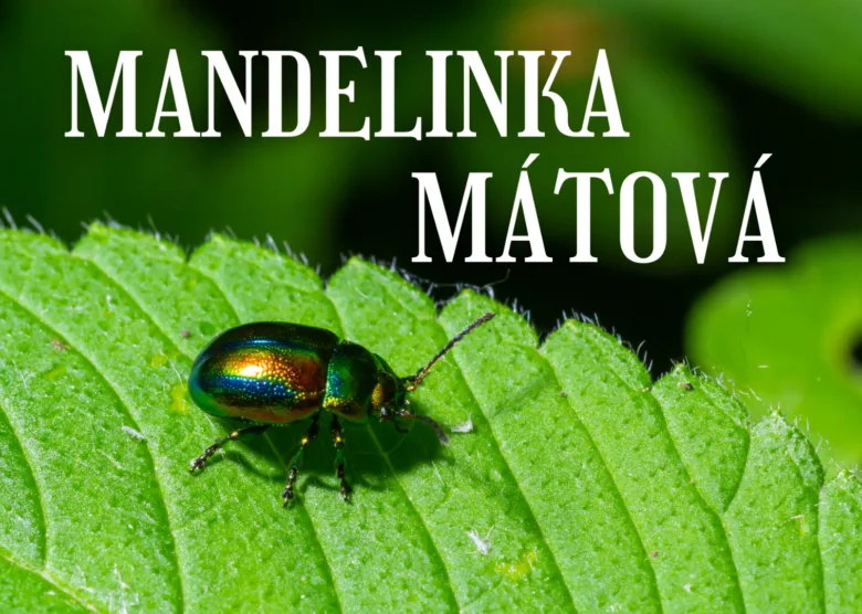 Zelená mandelinka na listu máty