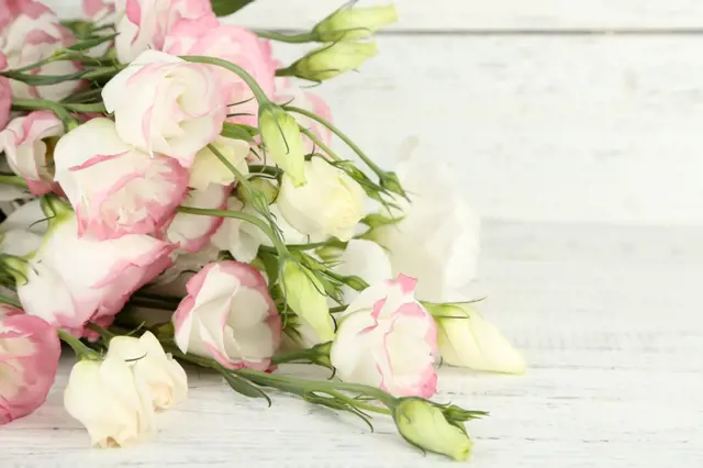 Růže eustoma v květináči s růžovými a bílými okvětními lístky.