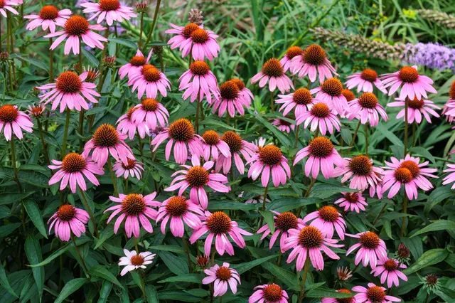 Echinacea flowers in garden