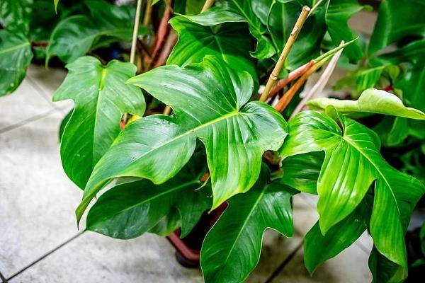Zelené listy pokojové rostliny philodendron v květináči.