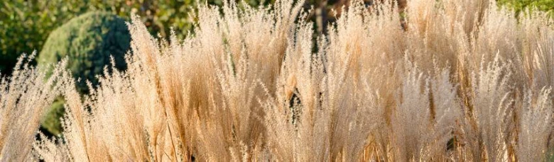 Ozdobnice čínská miscanthus s květy v zahradním prostředí