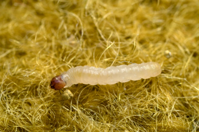 Larva molu šatního mezi vlákny poškozeného textilu.