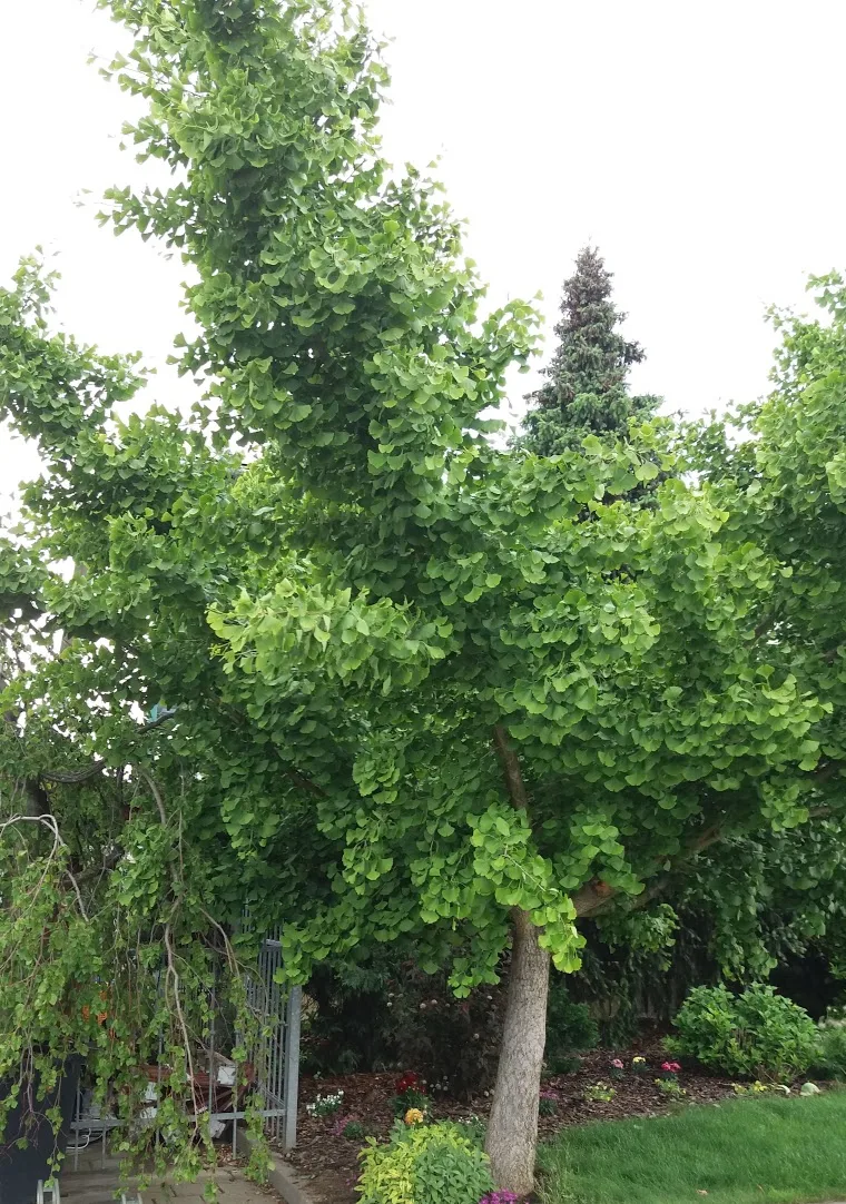 Zralý strom jinanu dvoulaločného s typickými listy v zahradě.