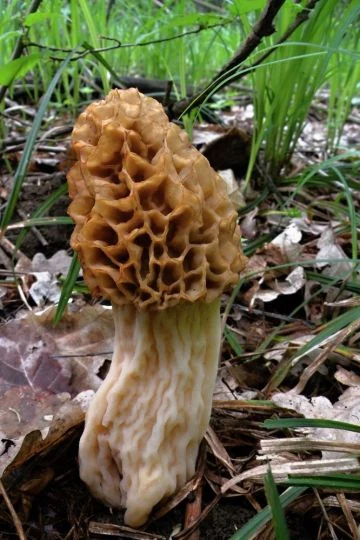 Morel mushroom